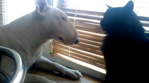 бультерьер и кот