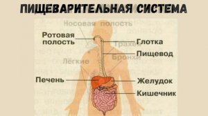 Окружающий мир 3 класс. ТЕМА "СТРОЕНИЕ ТЕЛА ЧЕЛОВЕКА" с.48-51 Перспектива ч.2