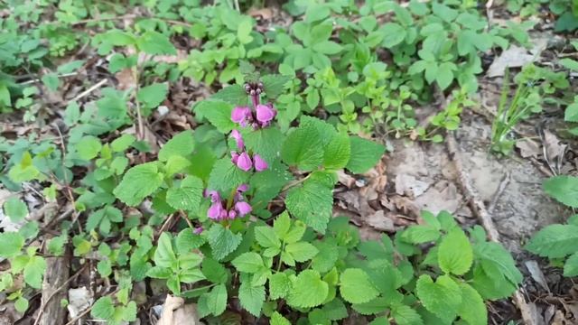 Яснотка крапчатая смотреть онлайн