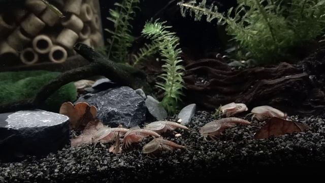 Triops  Triops Granarius update and feedingtime!
