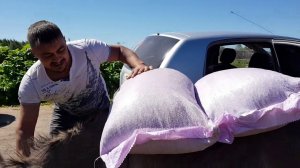 КАК ОСЛИКИ ОТРАБАТЫВАЮТ СВОЙ ХЛЕБ ТЕЛЕНОК СОСЁТ СОСКУ