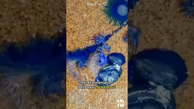 Misteri Siput Naga Biru (Glaucus Atlanticus) : Pemangsa Mini Yang Menakjubkan! #LensaDuniaID