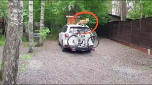 Ли Сяо / Alice the Fox Лиса Алиса (Лиса общается с соседскими собаками через забор)