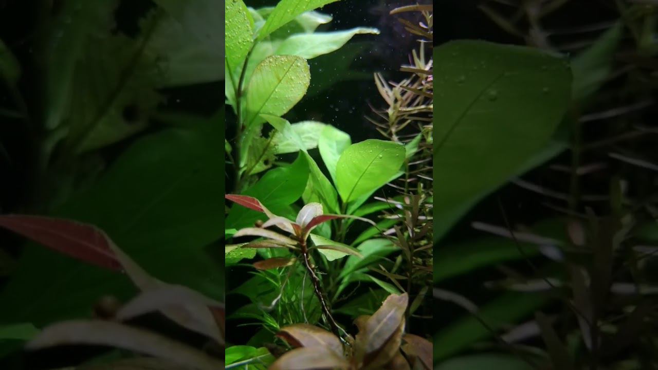 Красота смотреть онлайн