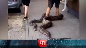 «ЧП»: 26 июля 2023 года | «Чрезвычайное происшествие» на НТВ