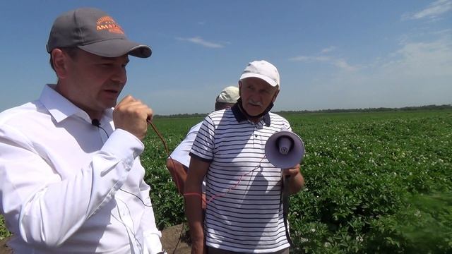 Современные жаростойкие сорта картофеля для южных регионов РФ смотреть онлайн