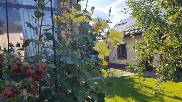 Розы и лаванда в моем саду. Летняя обрезка.