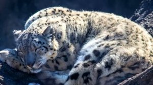 Снежный барс спас волчонка. Но, когда он вырос, произошло невероятное!