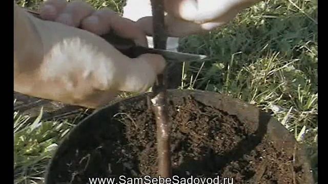 Окулировка плодовых деревьев
