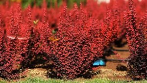 Барбарис тунберга Венис (thunberg's barberry venis) ? обзор: как сажать, саженцы барбариса Венис