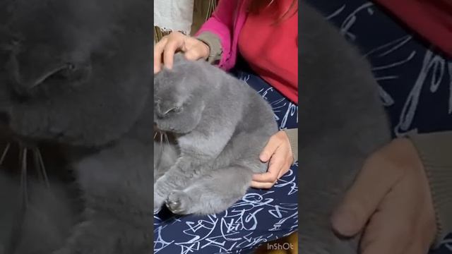 Как коты живут в Китае....??? #shots #shots Окотах#shots смотреть онлайн