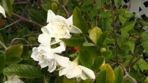 B. Anders  Desert Rose and Gardenia