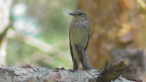 Серая мухоловка   ( Muscicapa striata )