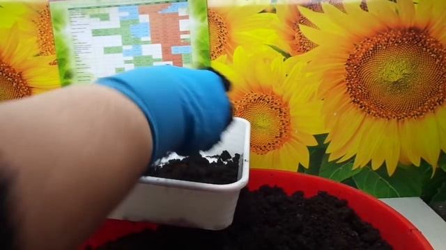 ОБЕЗЗАРАЖИВАЮ ГРУНТ ФИТОСПОРИНОМ. Ольга Чернова. смотреть онлайн