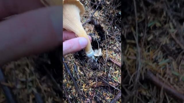 Chanterelles & Hedgehogs Mushrooms of the Pacific Northwest