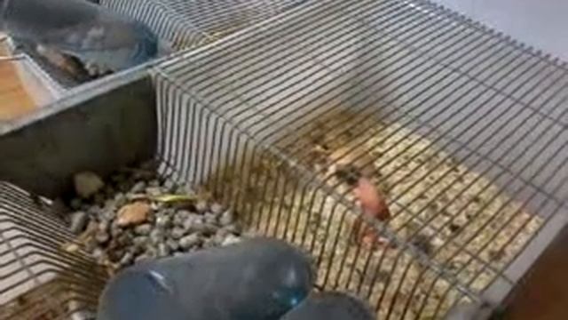 Кормление лабораторных крыс смотреть онлайн