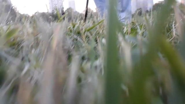 Мир глазами моего хомяка