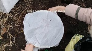 КУКУРУЗА от посева до урожая. Варианты выращивания рассады