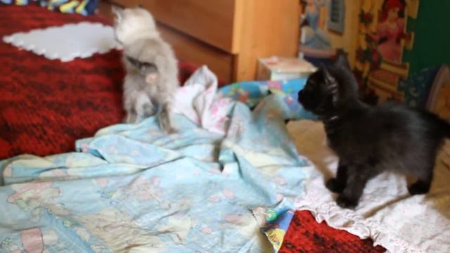 Котяты смотреть онлайн