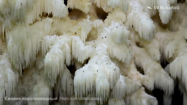 Ежовик коралловидный (Hericium coralloides)