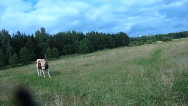 Продолжаю ремонт кухни. Сено затопило // Жизнь на хуторе смотреть онлайн