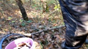 Геленджик.   В горы за грибами. Горькуши, рыжики, рядовка и замечательный колючий лес Геленджика.