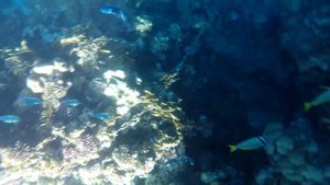 Египет  Шарм эль Шейх Отель Монте Карло!Красное море Риф   Dive in the red sea