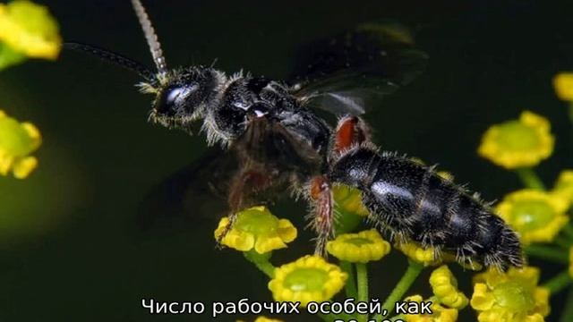 Виды ос — описание