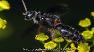 Виды ос — описание