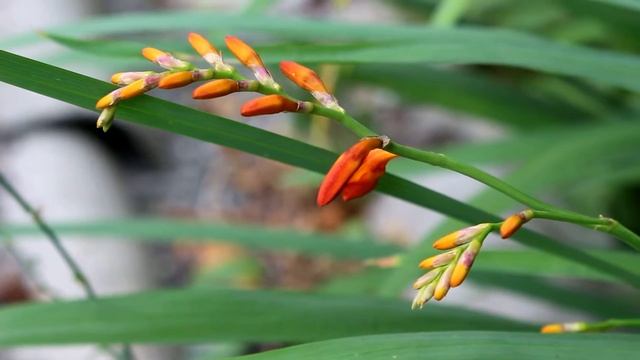 Крокосмия - Монтбреция / Crocosmia - Montbretia смотреть онлайн