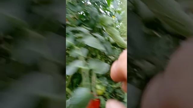 Самый лучший в мире томат 2022 г. !Высокоурожайный и супер сладкий сорт томата Азия