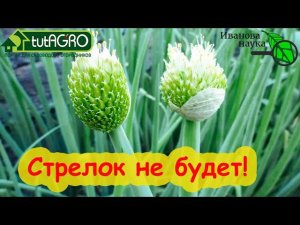 Лук НИКОГДА не застрелкуется даже при посадке севка под зиму. Всего 3 условия и ЛУК ШИКАРНЫЙ!