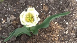 Тюльпаны в моем саду - Часть 1 (Классика, белый бахромчатый тюльпан Ханимун)