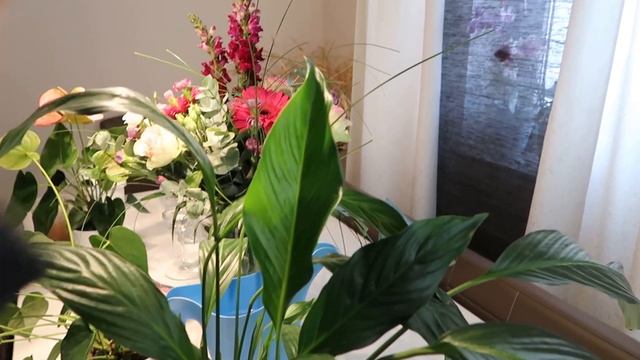 Цветочный ВЛОГ✅ Покупочки Шоппинг? Банановая подкормка Новый осенний цветок смотреть онлайн