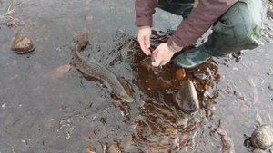 Ловим сёмгу на  Кольском полуострове. Спиннинг, блесна "Уралка", 29 гр. Мельничный.