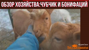 Обзор хозяйства за ноябрь: бараны, козы, гуси... "Мое Подворье"