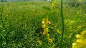 Донник желтый Буркун - Лекарственные растения. Лечебные травы