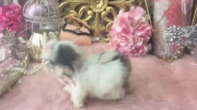 Yorkiebabies.com 943-324-0149 Gorgeous Gardenia Female Tiny MALTISHIH смотреть онлайн