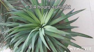 yucca plant care