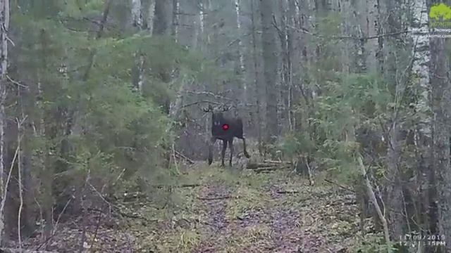 Охота на лося подствольная съемка