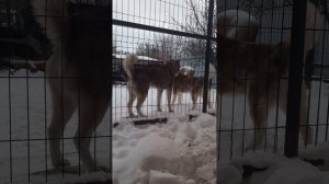 ОЧНАЯ СТАВКА. Отец ВПЕРВЫЕ ВСТРЕТИЛСЯ С  СЫНОМ