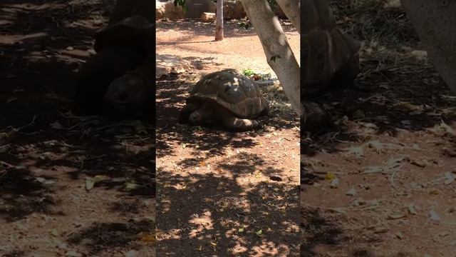 Гиганская черепаха в зоопарке, г. Пафос, Кипр / huge turtle in the zoo, Paphos city, Cyprus