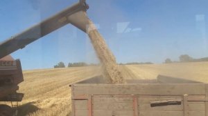 Молотим Зерно смесь(Овес,Ячмень)