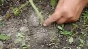 Надо ли окучивать томаты ?..
