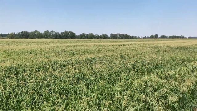 ДДН-100 смотреть онлайн