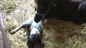 Just Born Pintaloosa Baby Falabella Miniature Horse