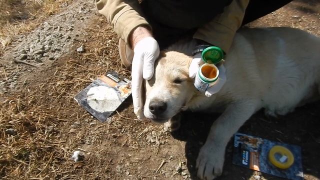 Срочно везем щенка в больницу!! смотреть онлайн