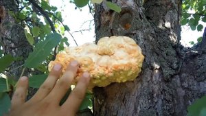 ВЫ ОБЯЗАНЫ ПОПРОБОВАТЬ ЭТОТ ГРИБ / ГРИБ "КУРИНОЕ МЯСО" /  ТРУТОВИК СЕРНО -ЖЁЛТЫЙ