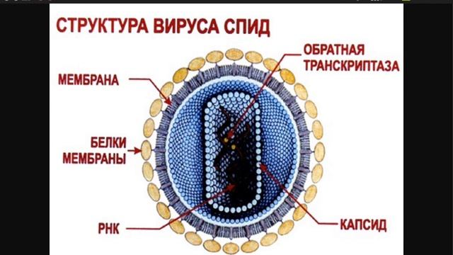 Вирусы биология 5 класс смотреть онлайн