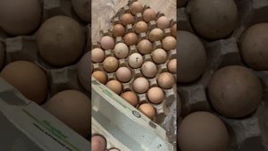 Инкубационное яйцо породной птицы от птицефабрики